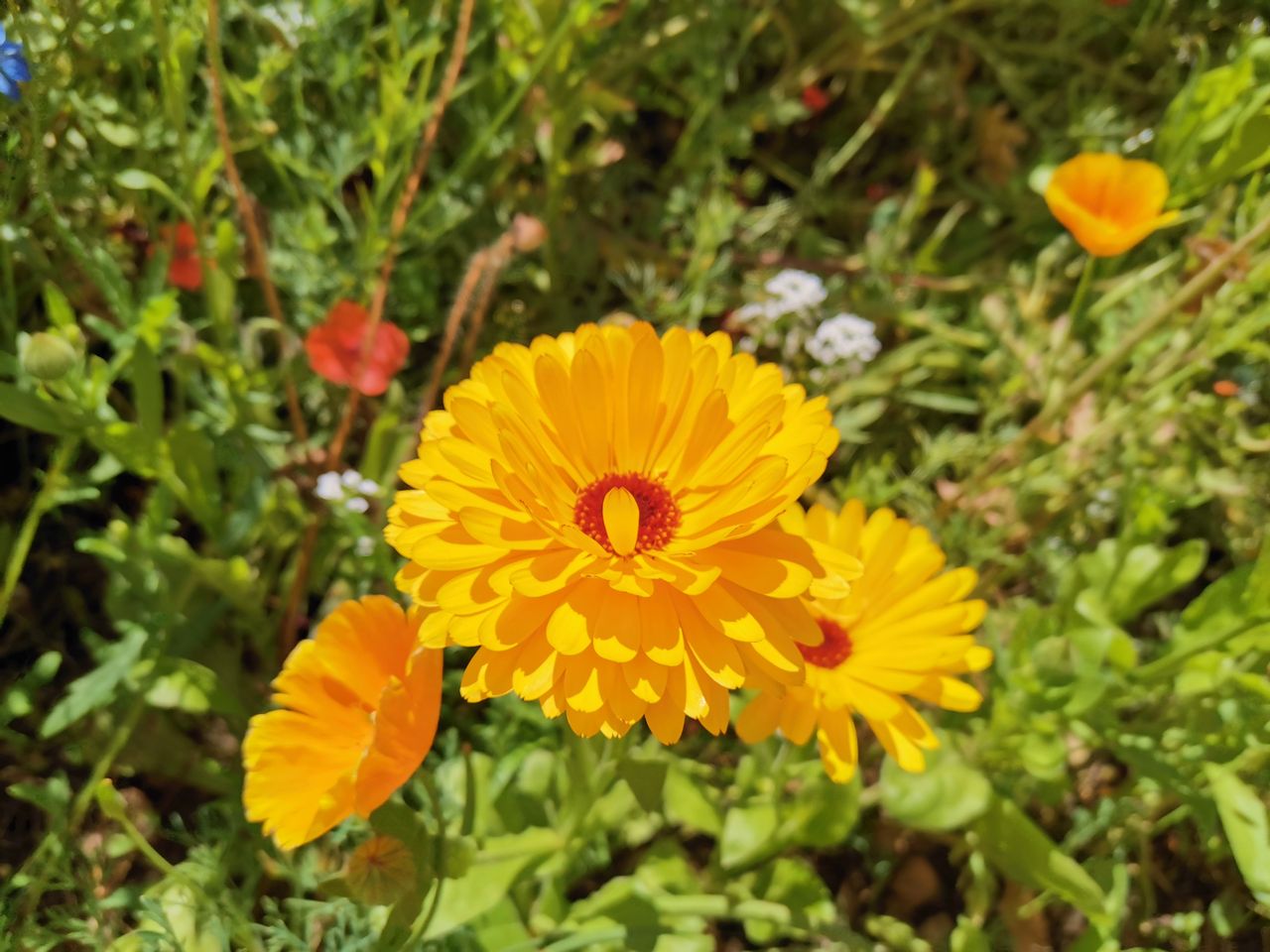 The Honor 20&rsquo;s camera is fast - this flower was moving rapidly in a strong gust. Image credit: TechRadar