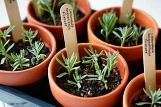 how to take lavender cuttings