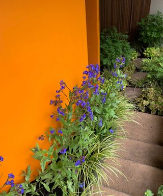 orange wall, edging plants and steps at the new blue peter garden at chelsea flower show 2022
