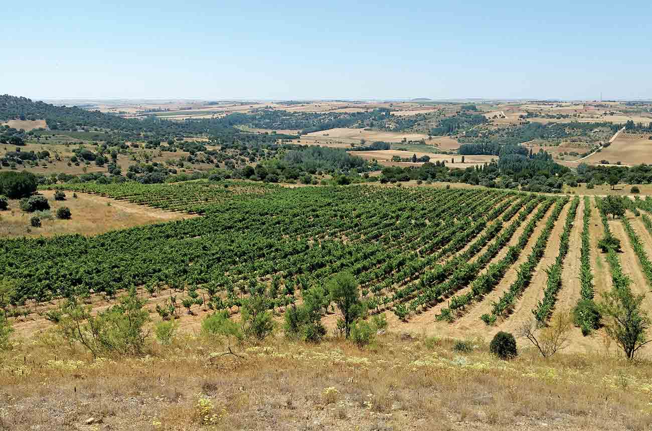 Family-owned winery Finca Volvoreta in Toro, Castilla y Leon, Spain