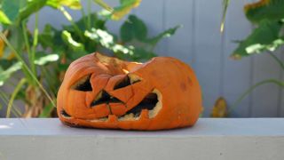 Rotting Halloween pumpkin