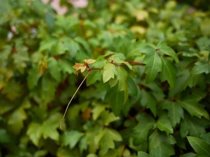 Yellowing Leaves On Grape Ivy Plants