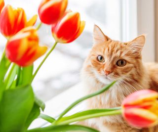 ginger cat sitting next to a vase of red tulips indoors