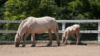 American cream draft mare and foal