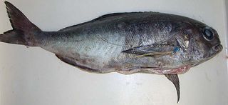 Barrelfish deep sea fish