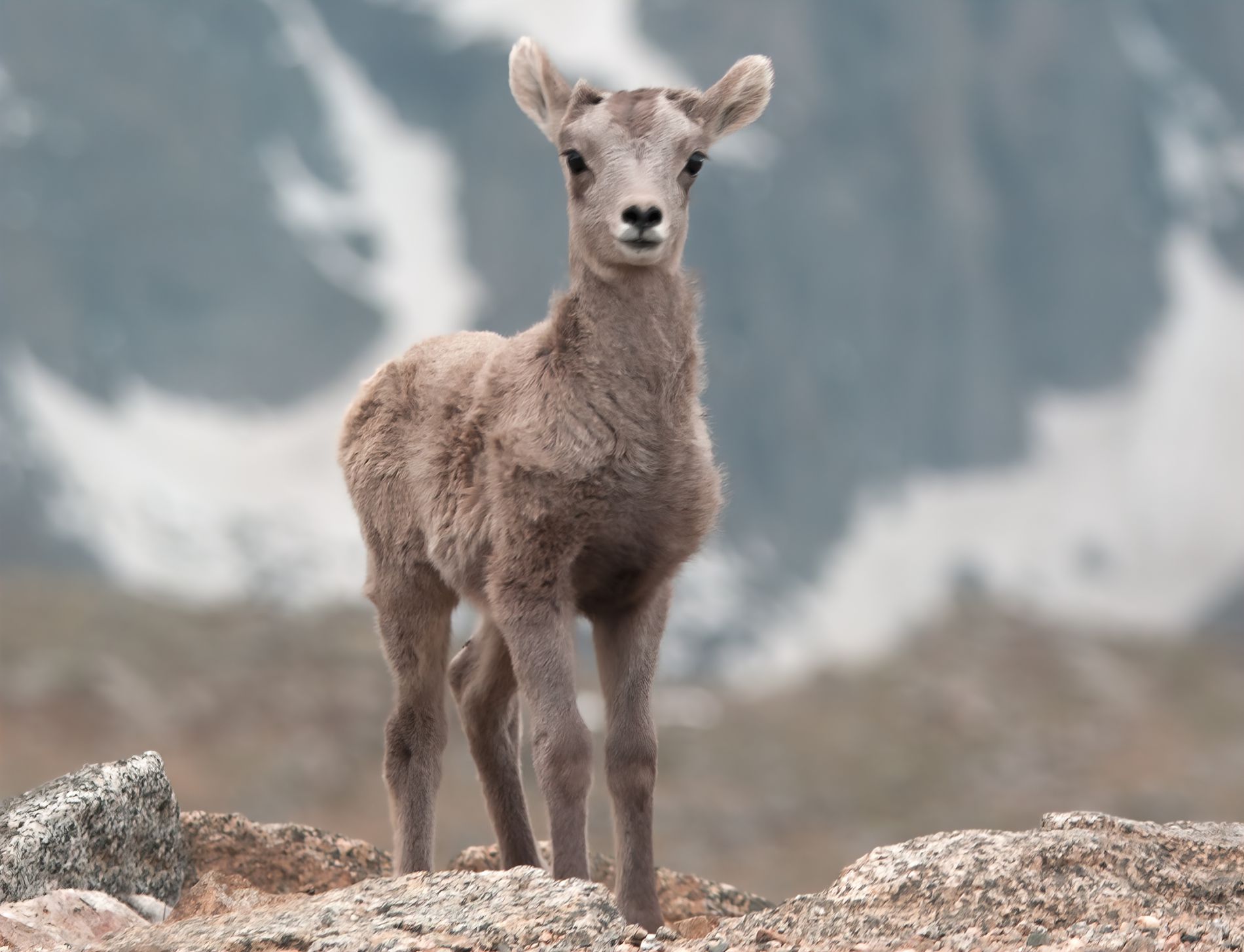 GuruShots - Nature March 2026