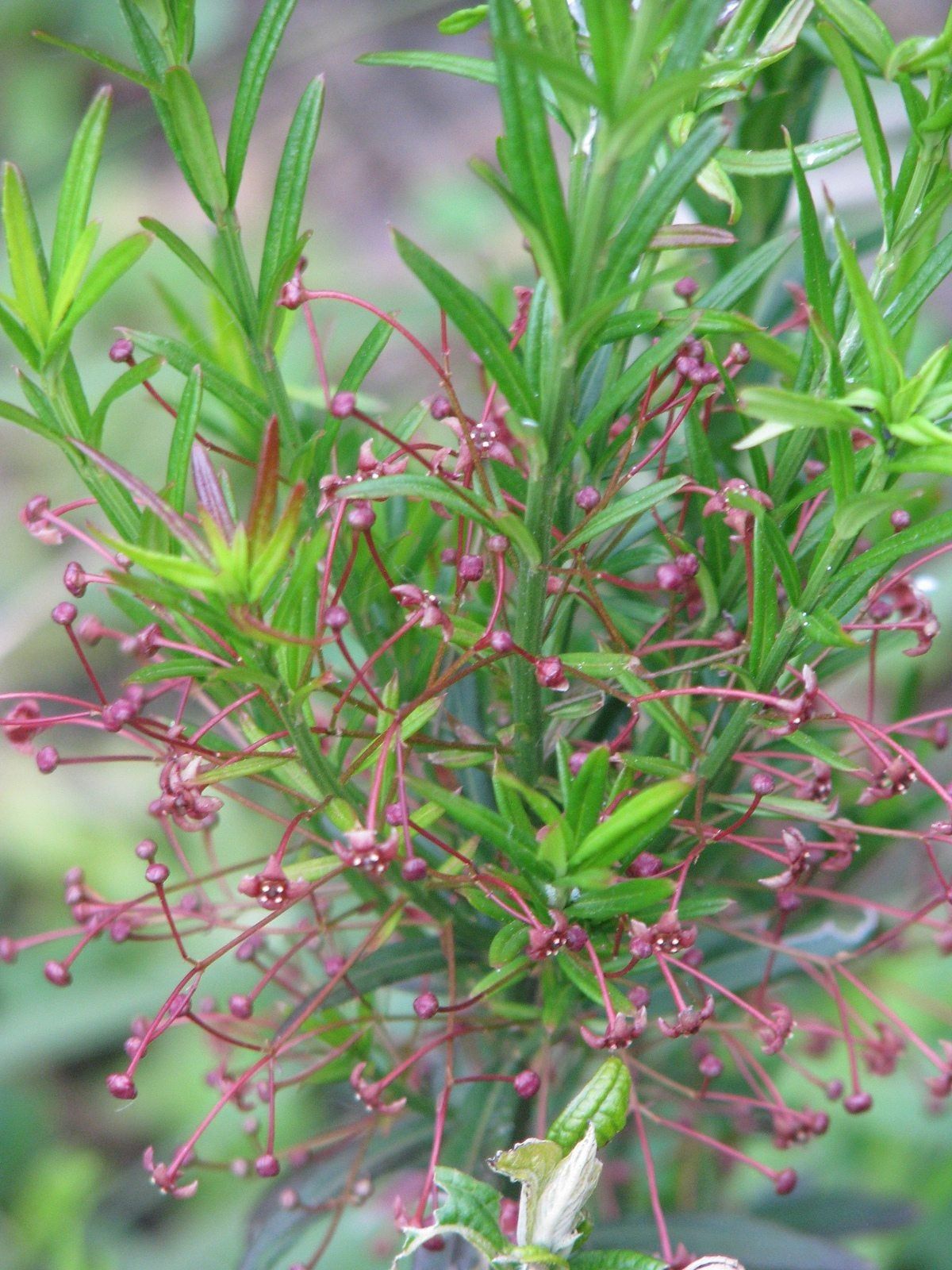 turkish euonymus