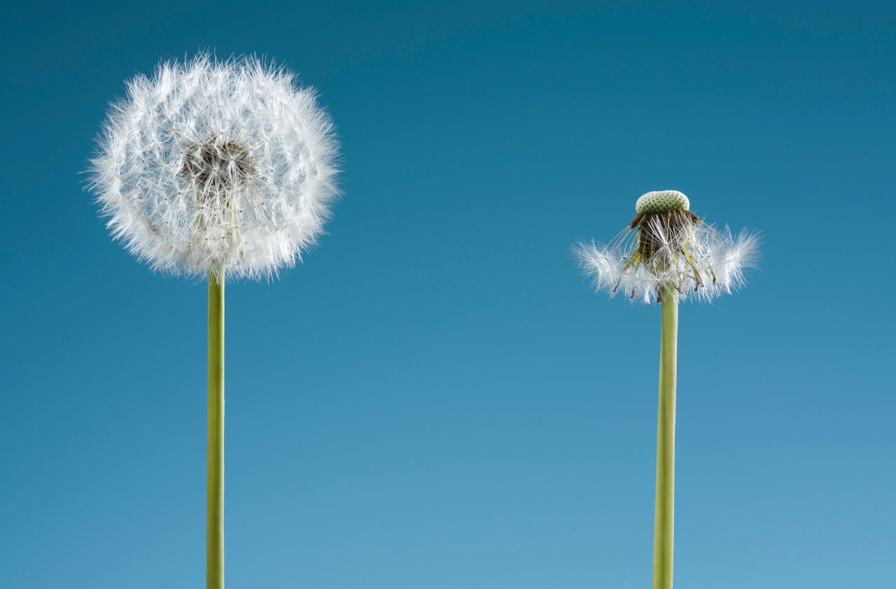 A dandelion that&amp;#039;s full, and one that&amp;#039;s been blown away.