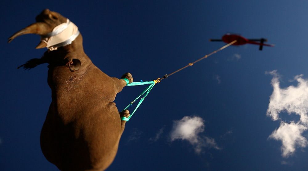 WWF transports black rhinoceroses by helicopter