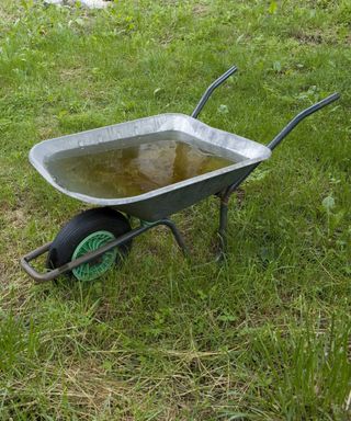 Wheelbarrow filled with rainwater on a green lawn