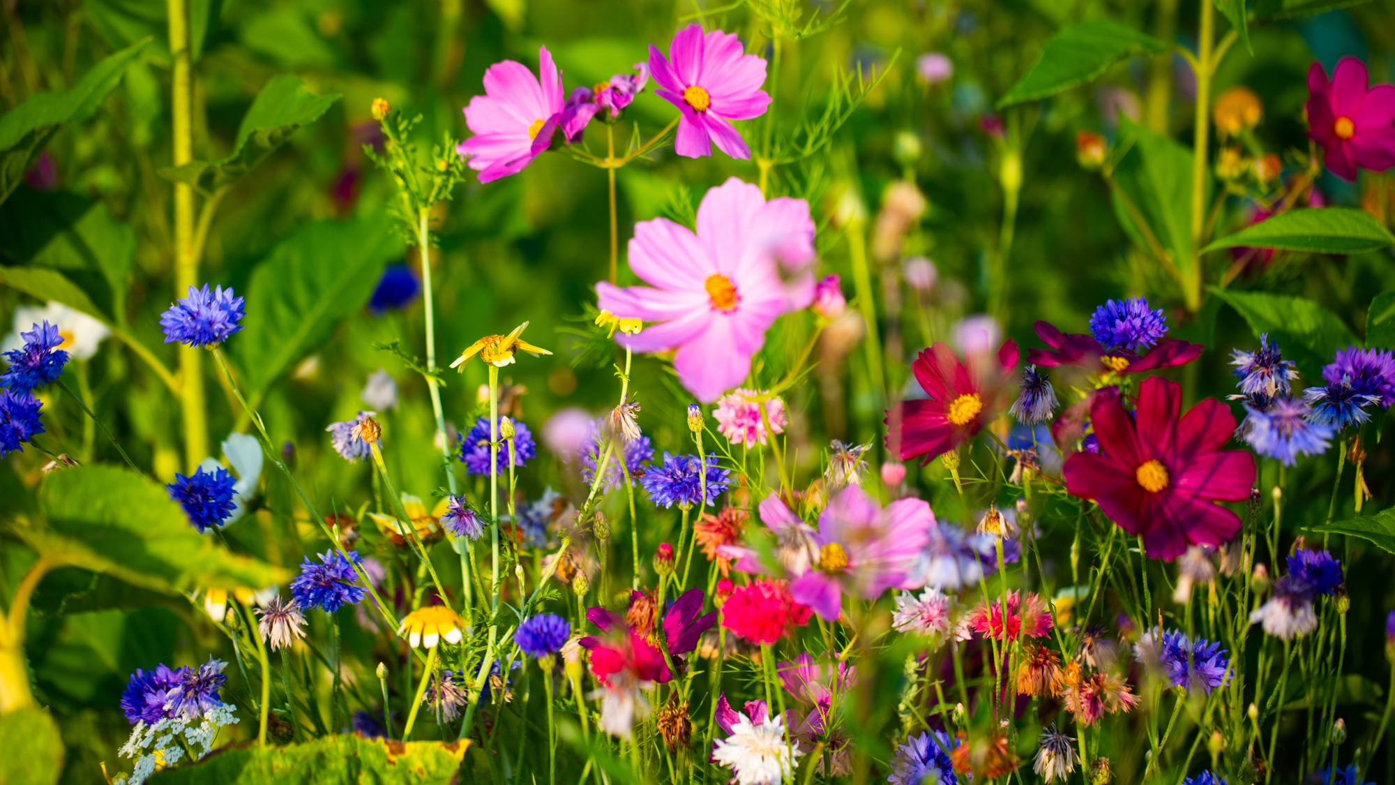 Beautiful wildflowers