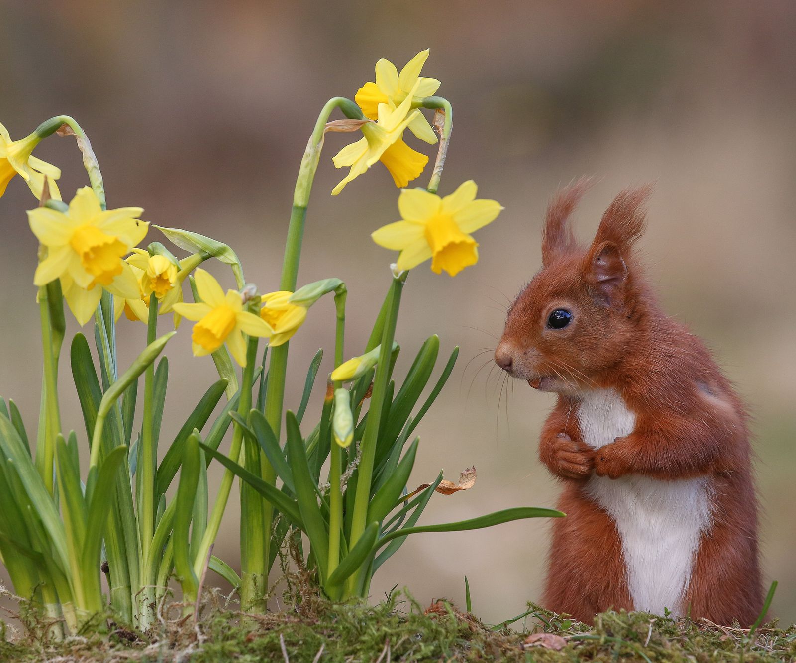 How To Stop Squirrels From Digging Up Bulbs: 5 Methods 