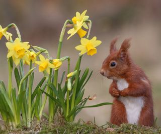 red squirrel next to daffodil bulbs in bloom