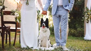 Dog at wedding sat between bride and groom