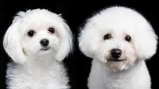 Bichon Frise vs Maltese on black background