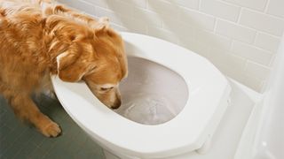 Golden retriever drinking out of toilet