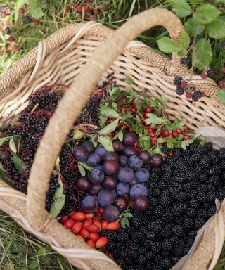 variety of picked berries in a basket