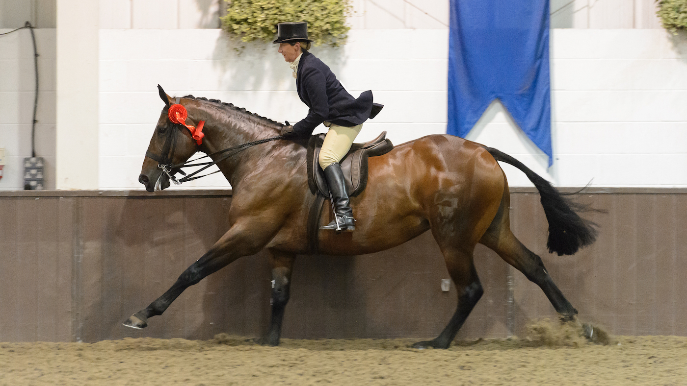 A show hunter demonstrates his gallop. Time 2 Reflect, Jayne Ross.