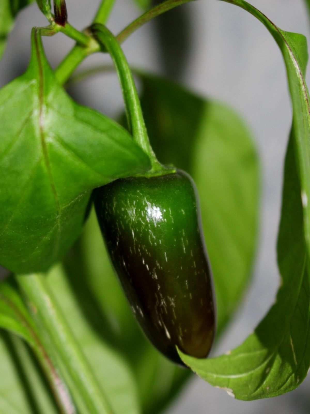 Skin Of Jalapeño Pepper Cracking