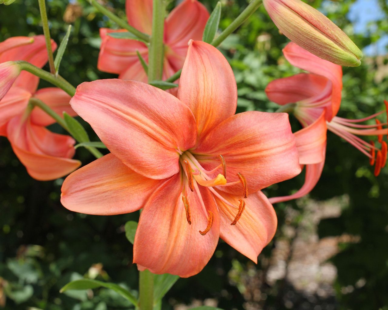 What to plant in February 10 options for borders and pots Gardeningetc