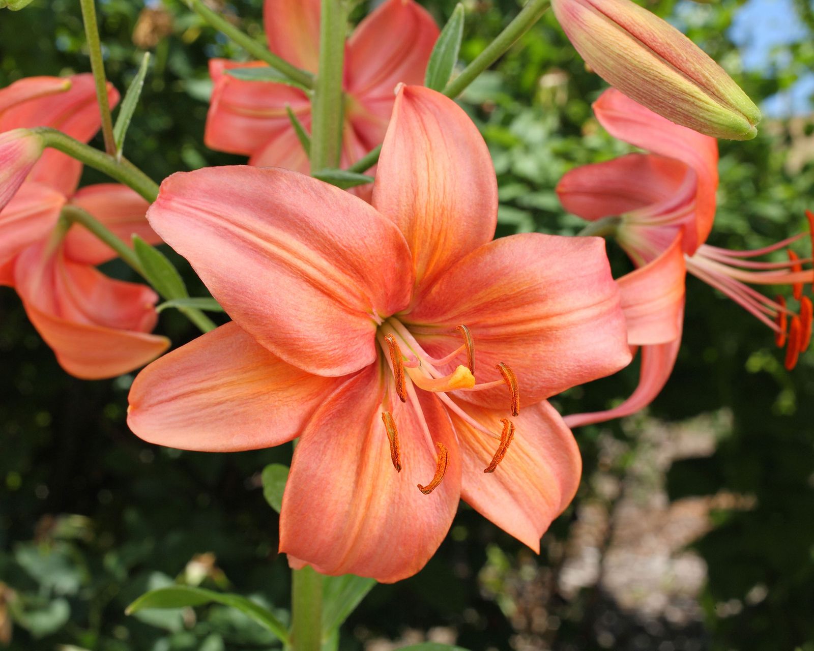 What to plant in February 10 options for borders and pots Gardeningetc