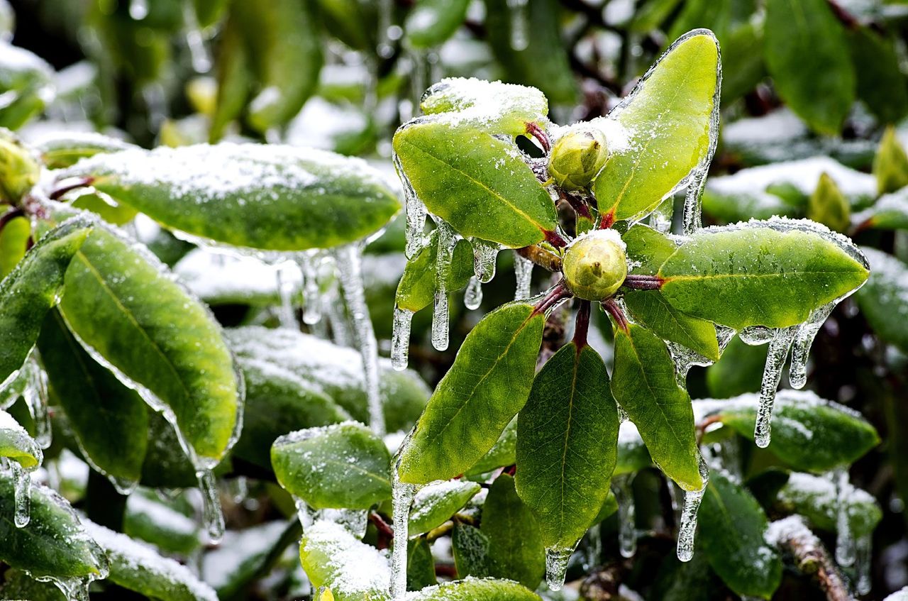 Rhododendron Shrubs Covered In Icicles