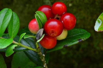 Cranberry Plant With Some Damage From Pests