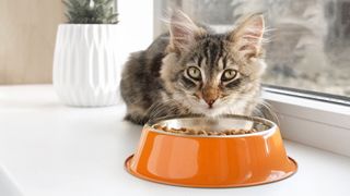 Tabby cat sitting on windowsill eating food out of orange bowl