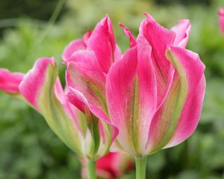 pink tulip 'Florosa'