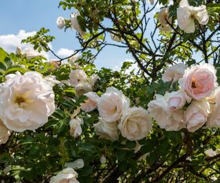 Rosa 'Eden' with pale pink-white blooms