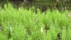 Field horsetail growing in a garden