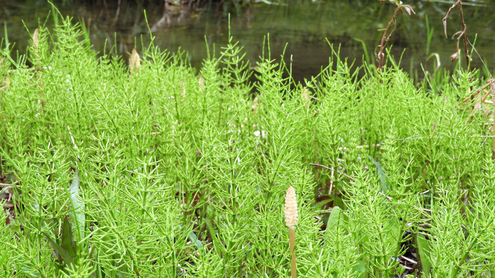 Field horsetail growing in a garden