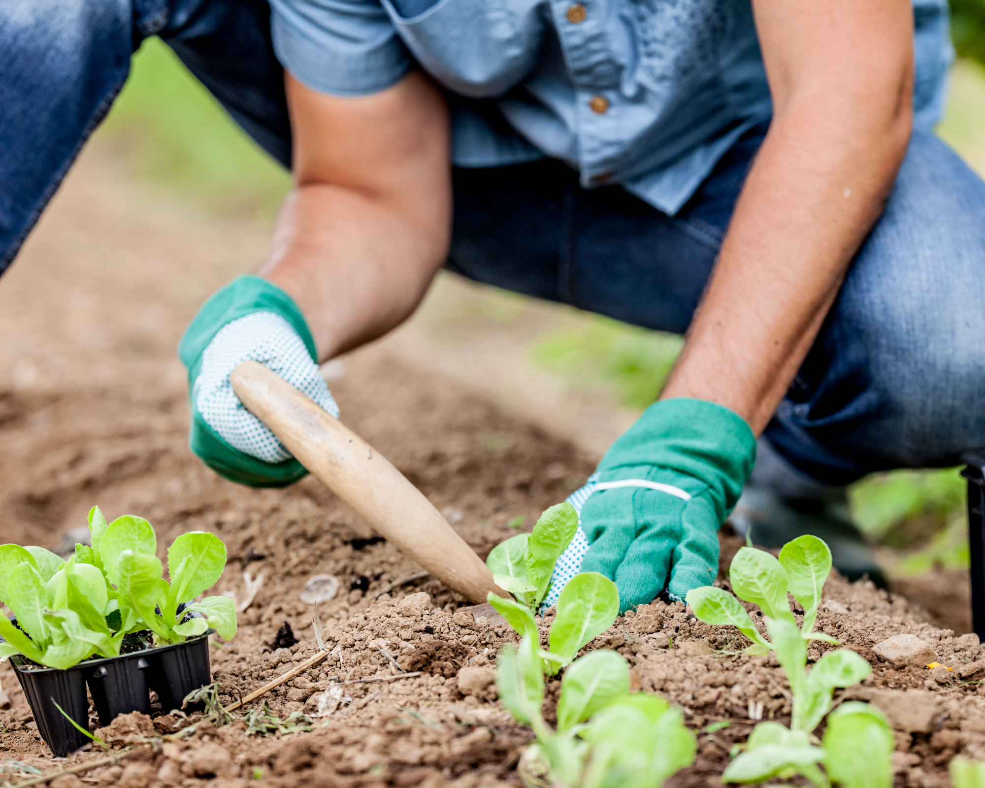 Man planting lettuce with dibble