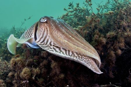 A male cuttlefish (Sepia officinalis) guards a female (out of view inside weeds) as she lays eggs within the seaweed at Babbacombe Bay, Devon. This male is showing a striped pattern, classic colouration during mating.