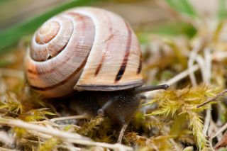 Brown Lipped Snail.