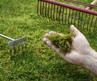 Moss removed from a lawn with a rake
