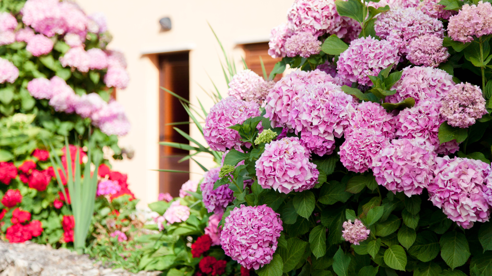 Mophead hydrangeas in front of house