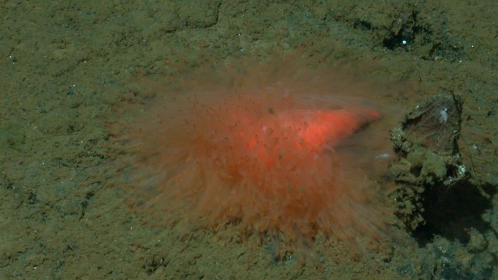 The first individual of the unnamed Biremis species spotted by MBARI researchers in the Gulf of California in 2003.