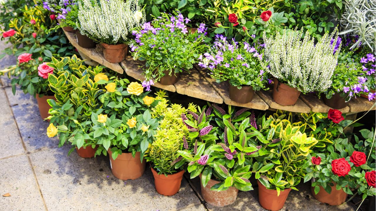 Container gardening trends 2025