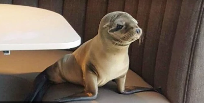 Baby sea lion found in restaurant booth. 