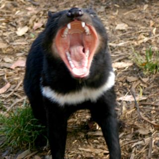 A Tasmanian devil bares its teeth.