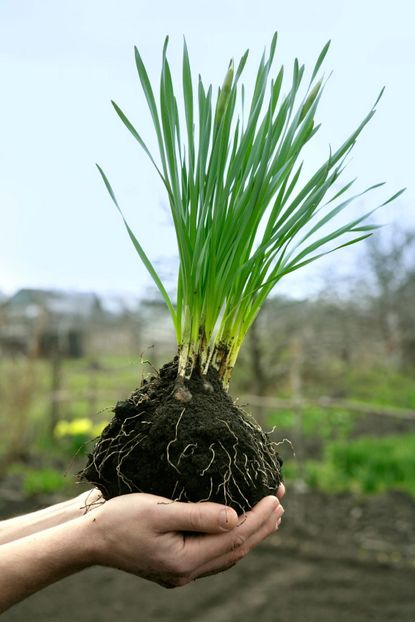 Hands Holding A Large Rooted Daffodil Bulbs