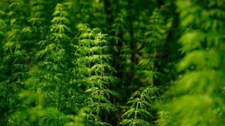 A grouping of wood horsetail plants