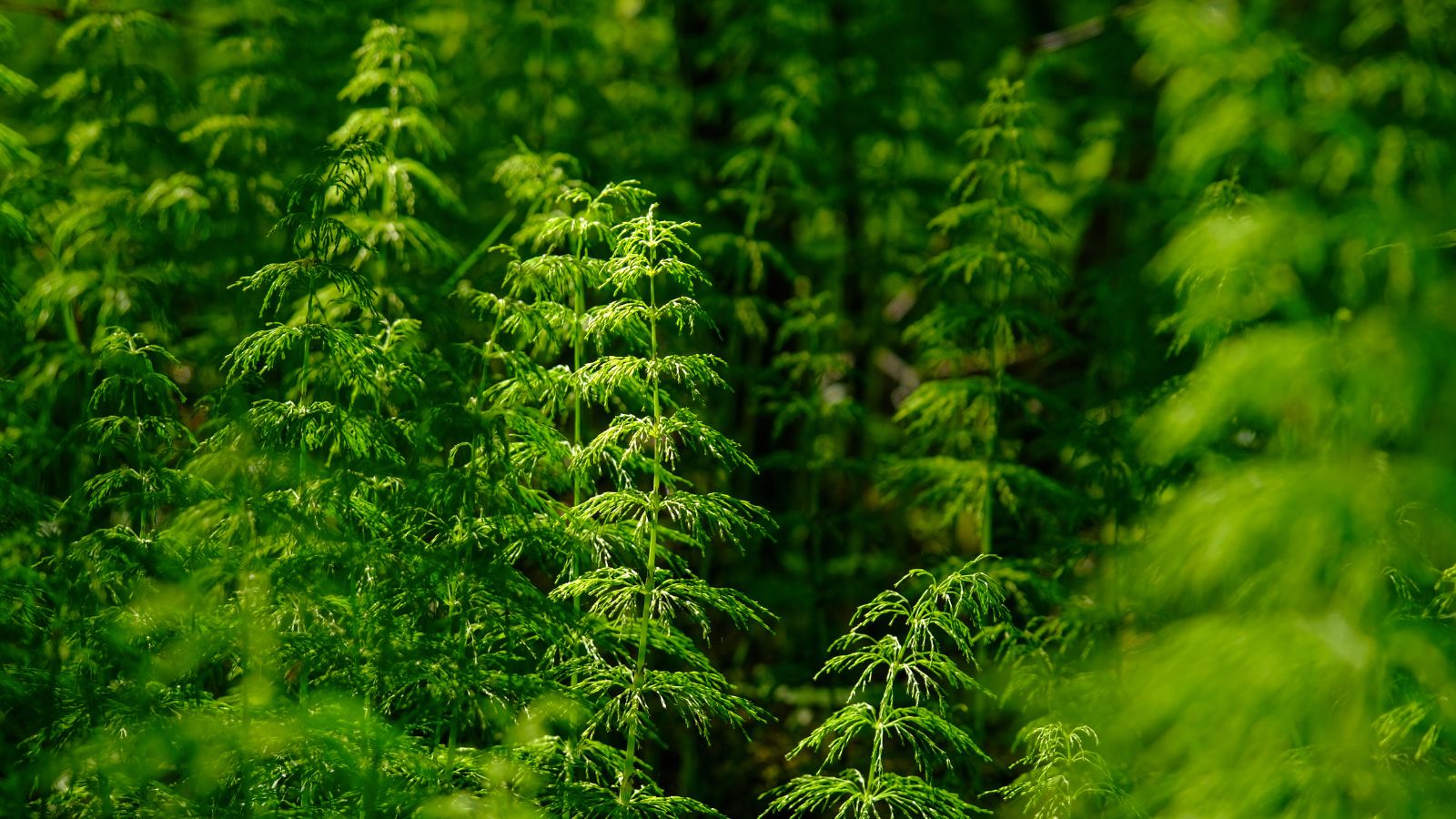 A group of wood horsetail plants growing closely together