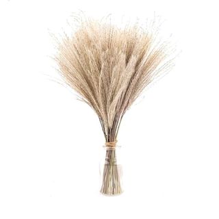 Hileyu Pampas Grass