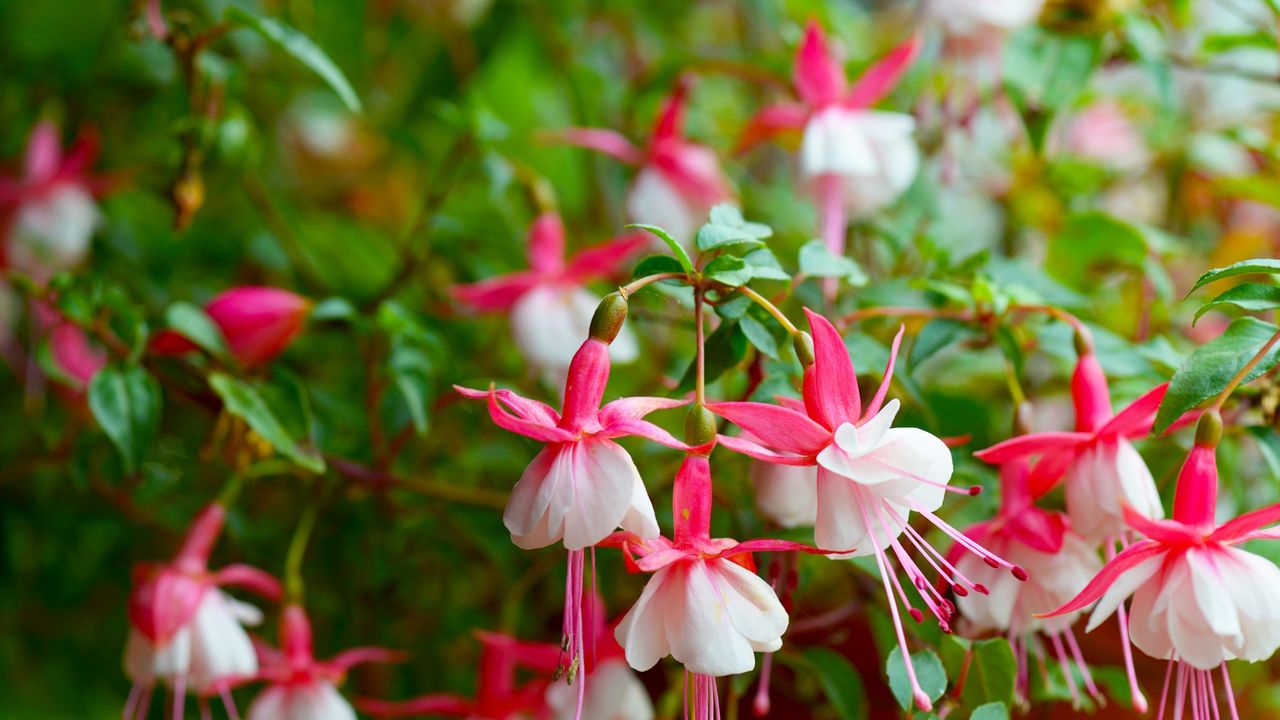 Pink and white fuchsia blooms in a garden