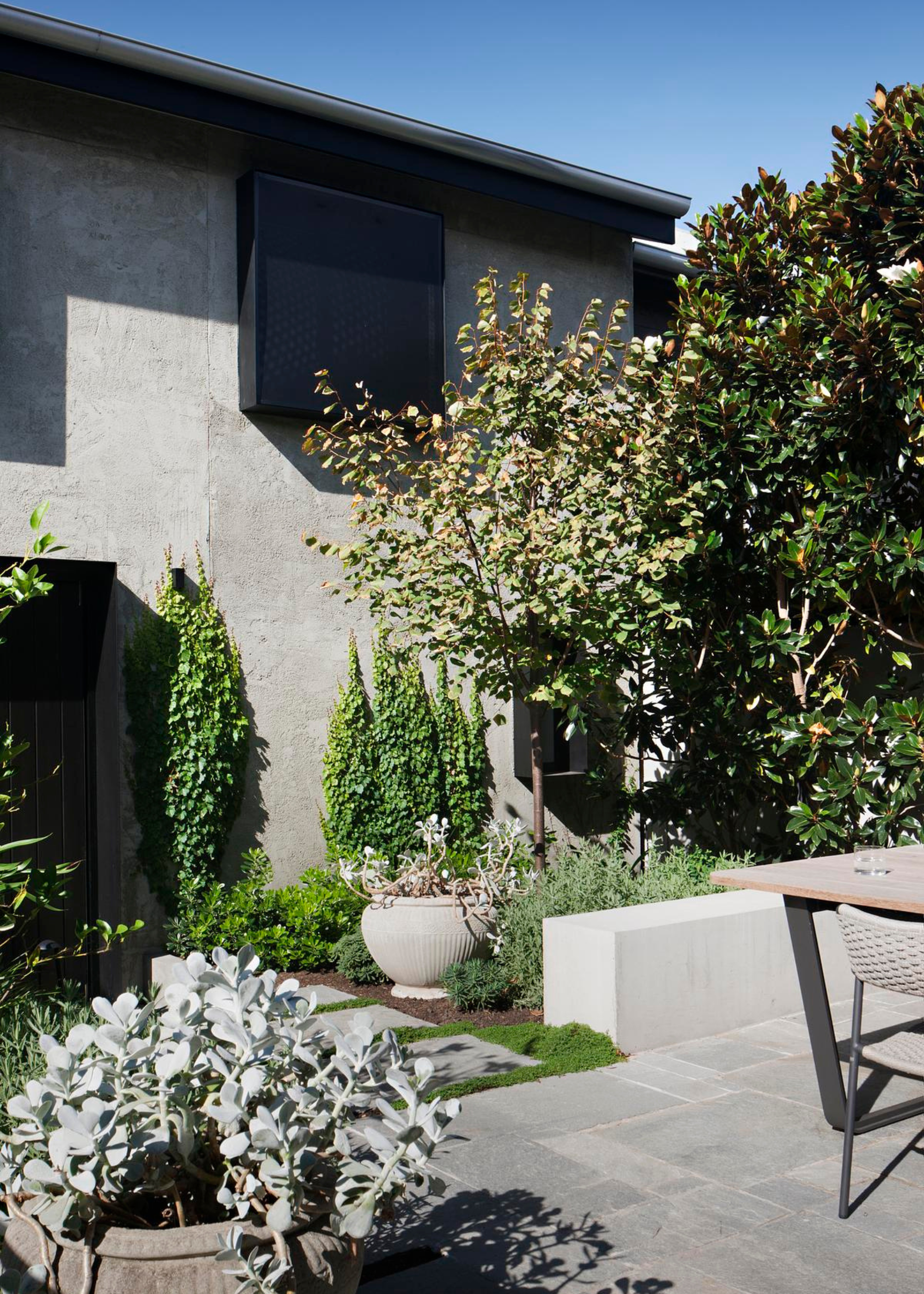 A patio with trailing vines on the wall, a collection of large planters with soft feathered shrubs and an outdoor seating area