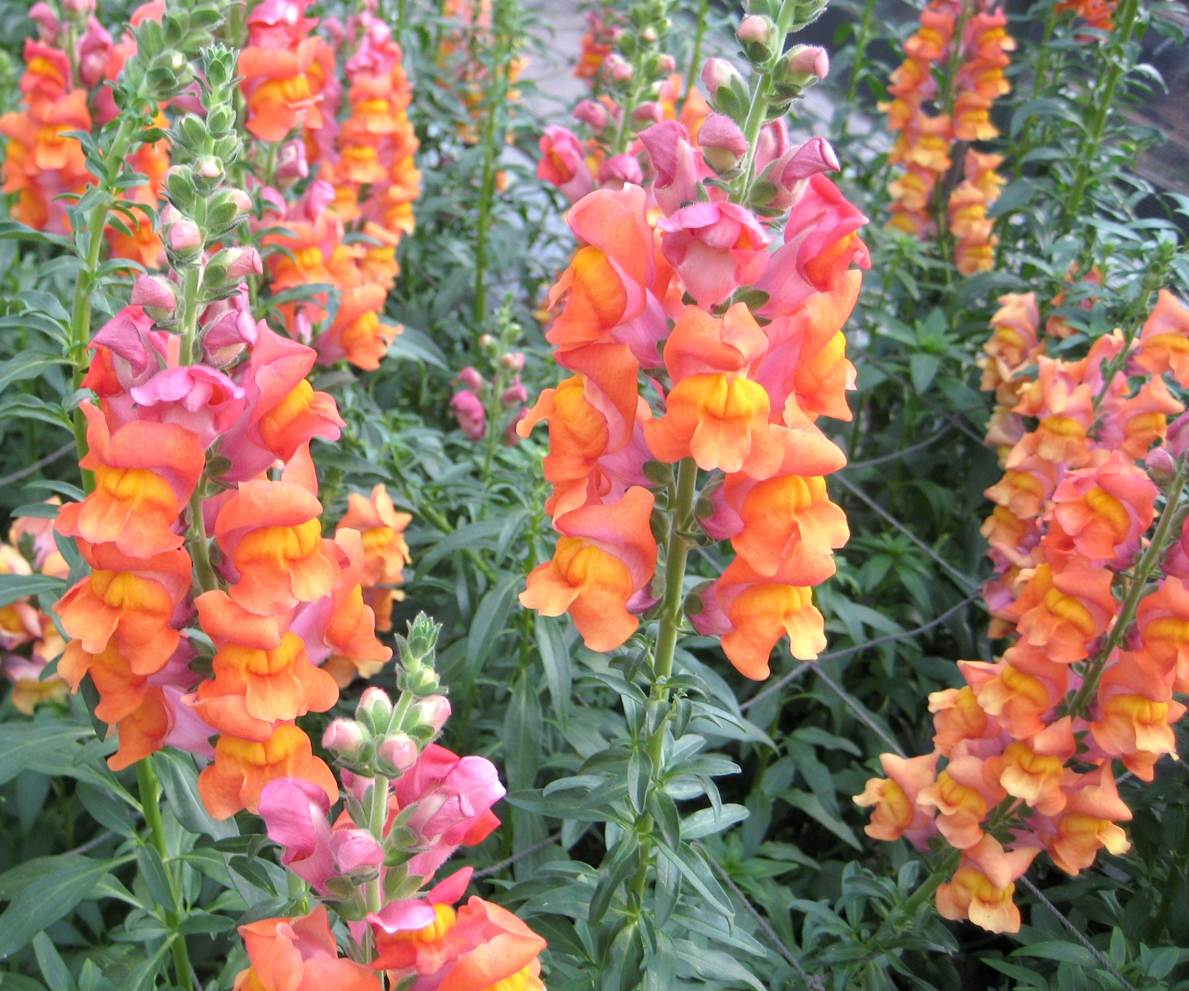 orange and pink snapdragons in summer border