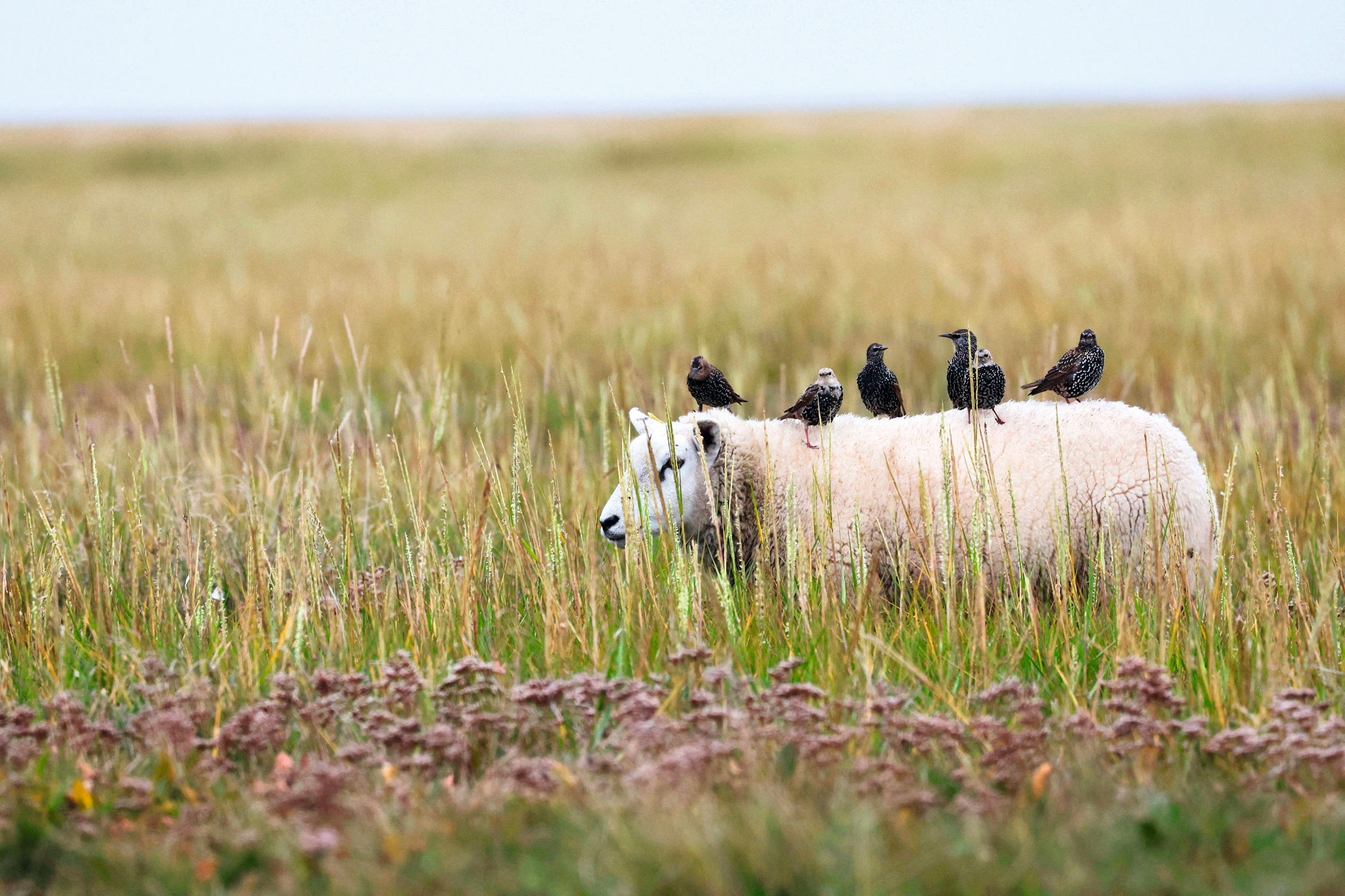2WGKXFK common starling (Sturnus vulgaris), Starlings sitting on a sheep looking for flies and ticks on the skin, Denmark, Jutland, Mandoe