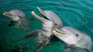 three dolphins sticking their heads out of the water with the middle one with its mouth open